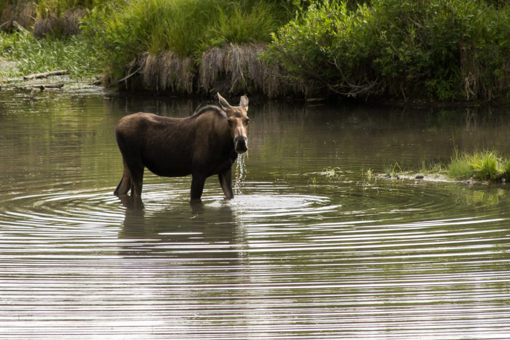 Moose in water photo