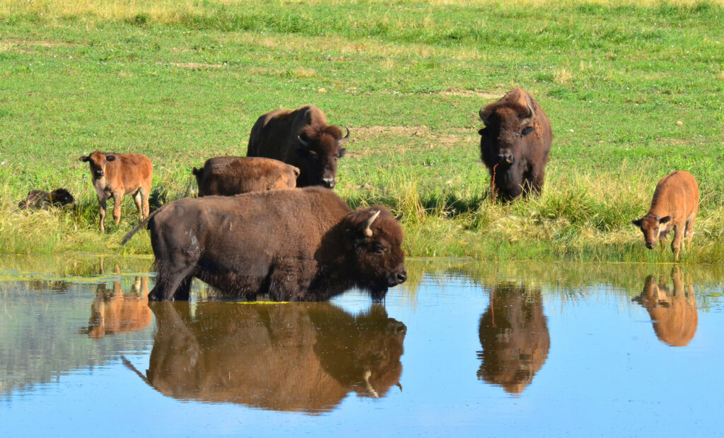 A wild buffalo herd west of Longmont, Colorado. Photo by Casey A. Cass, University of Colorado