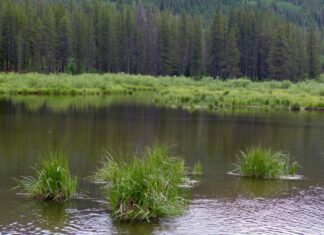 Homestake Creek Wetland Photo