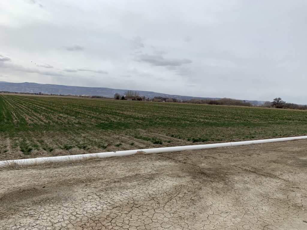 This cornfield in Fruita is an example of agricultural land that could be temporarily fallowed and farmers paid under a demand management program. State workgroups are working toward narrowing the scope of a demand management feasibility investigation. 