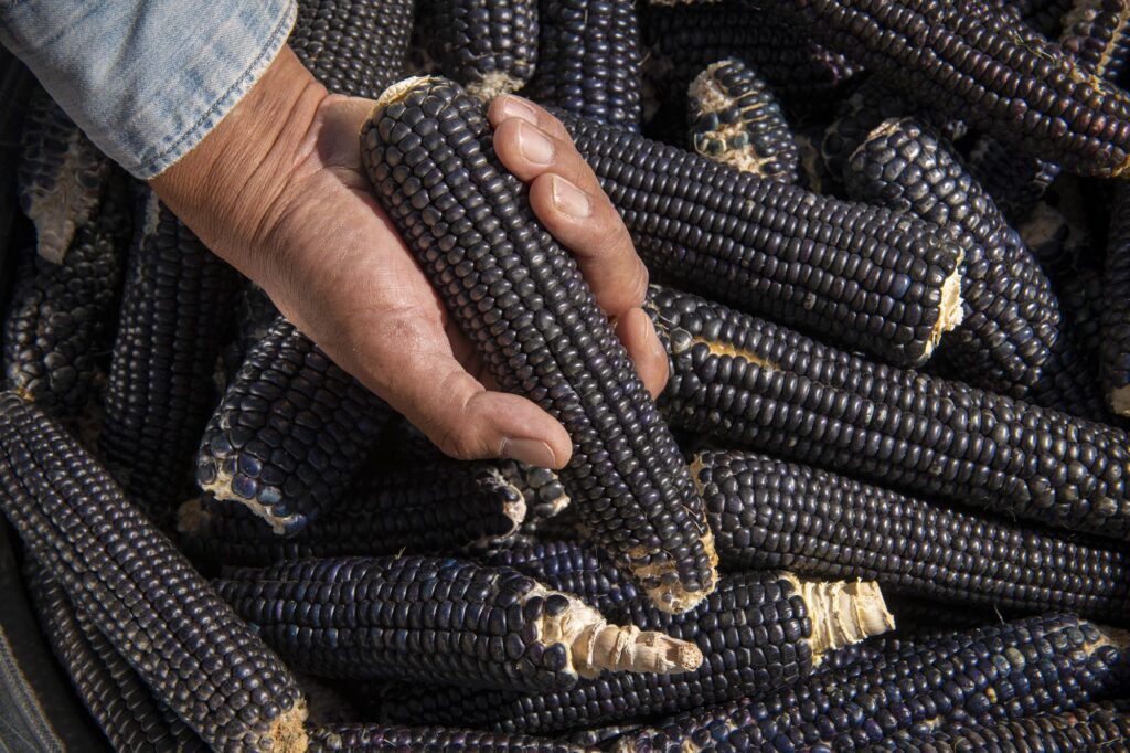 Jim Enote with heirloom blue corn from his farm.