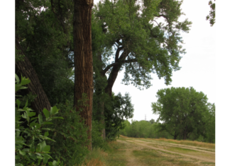 Old cottonwoods line the banks and trails of the historic Denver Highline Canal