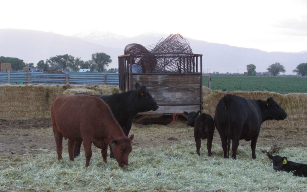 Cattle grazing in the San Luis Valley of Colorado.