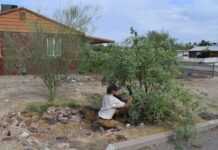 Madeline Ryder planting mesquite in an in-ground rainwater harvesting basin in the Sugar Hill neighborhood of Tucson, Arizona. Source: Watershed Management Group