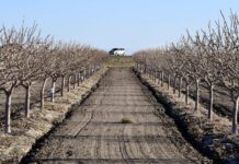 Kettleman City orchard photo