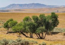 Drought at Little Bear Ranch photo