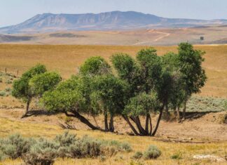 Little Bear Ranch photo