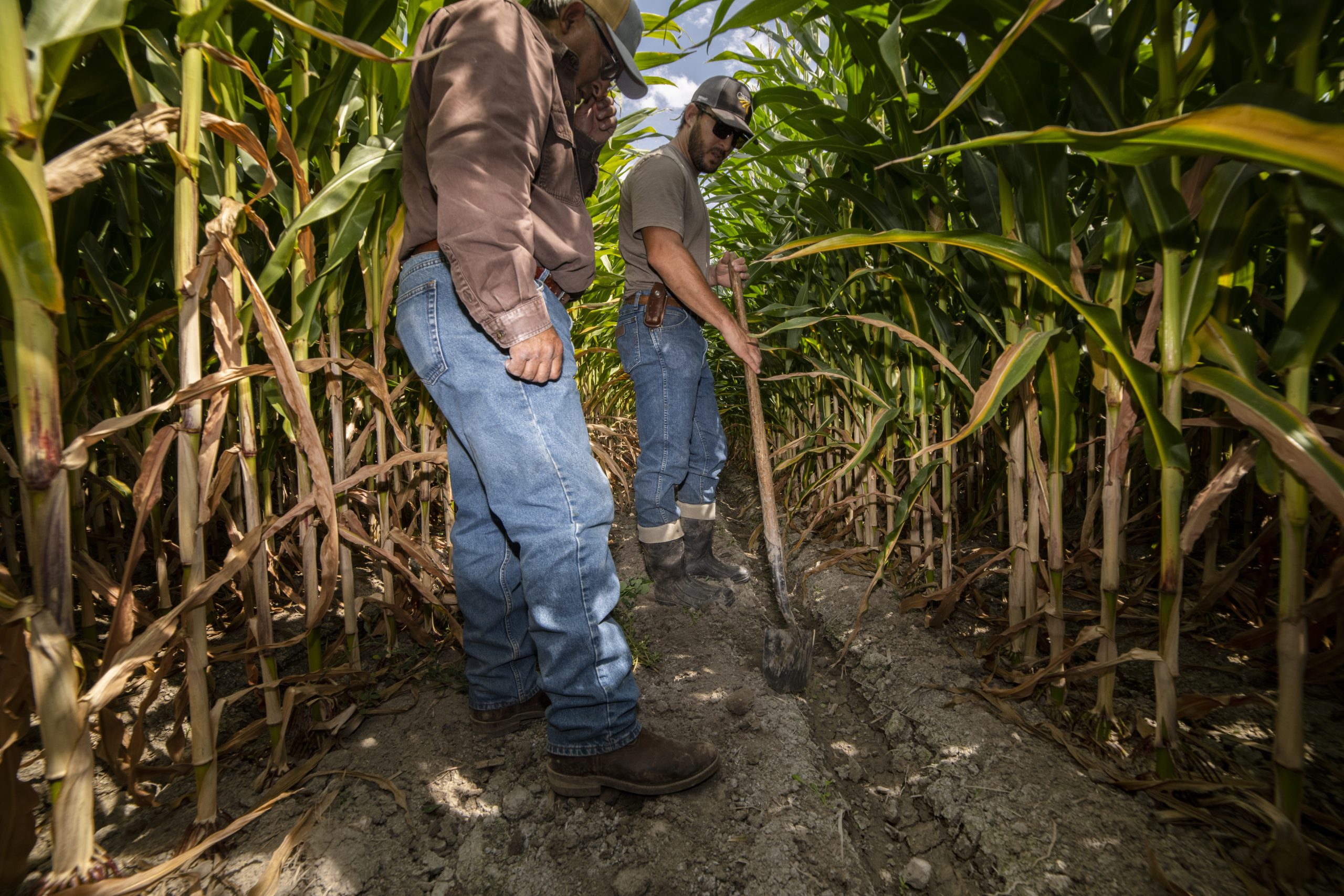 Ranchers Joe Bernal, left, and his son Bryan inspect a feed corn field that depends on Colorado River water near Loma, Colo. Credit: William Woody