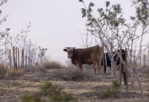 Cattle photo