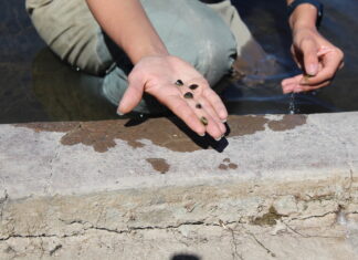 Zebra mussels threaten infrastructure and native ecosystems. Colorado is ramping up efforts to detect and contain them.