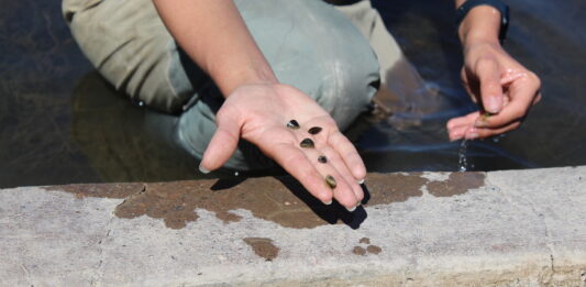 Zebra mussels threaten infrastructure and native ecosystems. Colorado is ramping up efforts to detect and contain them.