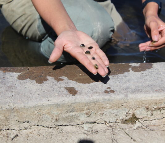 Zebra mussels threaten infrastructure and native ecosystems. Colorado is ramping up efforts to detect and contain them.
