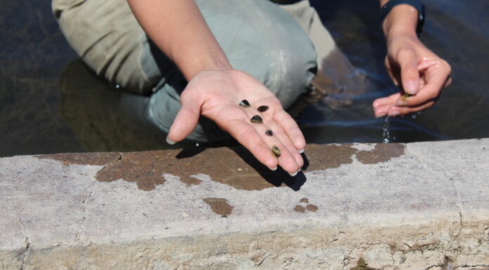 Zebra mussels threaten infrastructure and native ecosystems. Colorado is ramping up efforts to detect and contain them.