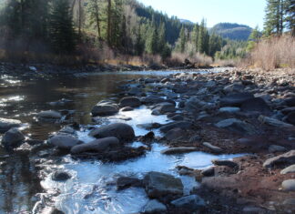 Trees keep a record of Colorado’s Crystal River. Researchers say that story could help protect the river for future generations