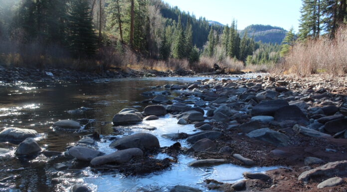 Trees keep a record of Colorado’s Crystal River. Researchers say that story could help protect the river for future generations
