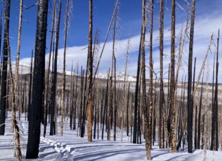 In burned forests, the West’s snowpack is melting earlier