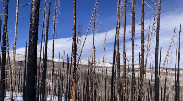In burned forests, the West’s snowpack is melting earlier