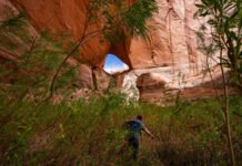 As Lake Powell drops, a thriving ecosystem is emerging