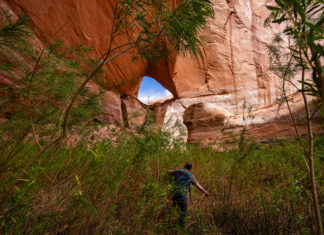 As Lake Powell drops, a thriving ecosystem is emerging