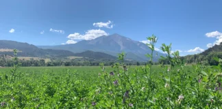 Colorado River experts say agriculture must make permanent cuts to water use