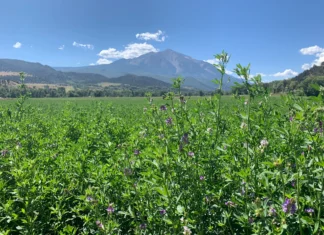 Colorado River experts say agriculture must make permanent cuts to water use