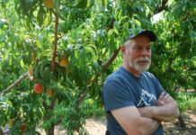 Peaches pay the bills for Western Colorado farmers, but prolonged drought makes their future uncertain