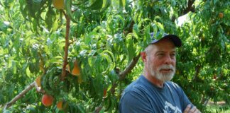 Peaches pay the bills for Western Colorado farmers, but prolonged drought makes their future uncertain