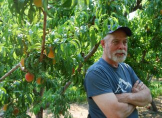 Peaches pay the bills for Western Colorado farmers, but prolonged drought makes their future uncertain