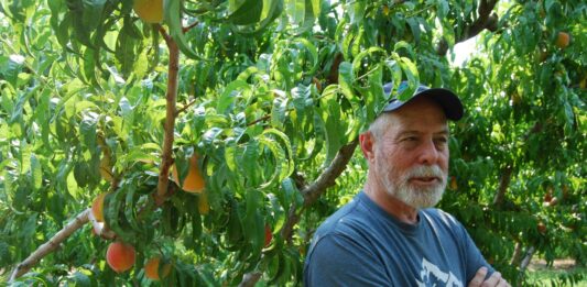 Peaches pay the bills for Western Colorado farmers, but prolonged drought makes their future uncertain