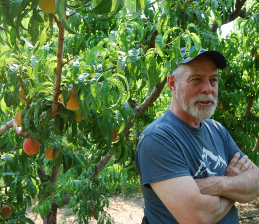 Peaches pay the bills for Western Colorado farmers, but prolonged drought makes their future uncertain