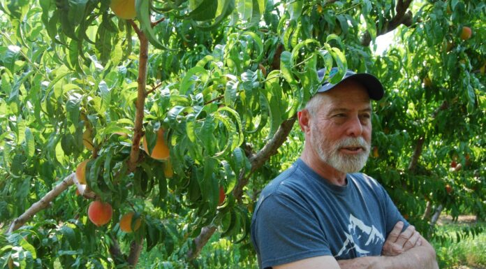 Peaches pay the bills for Western Colorado farmers, but prolonged drought makes their future uncertain