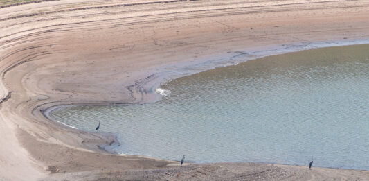 In the drought-stricken West, birds of a feather flock to low reservoirs