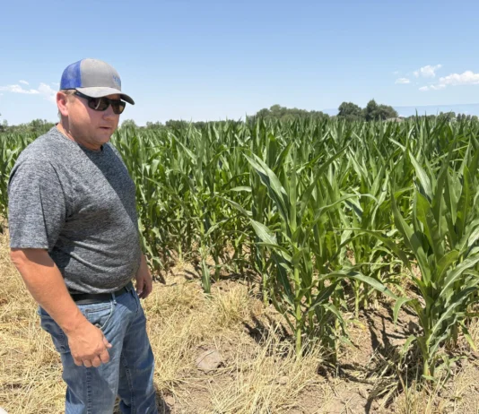With fields already fallow, Uncompahgre Valley growers adapt to a drier future