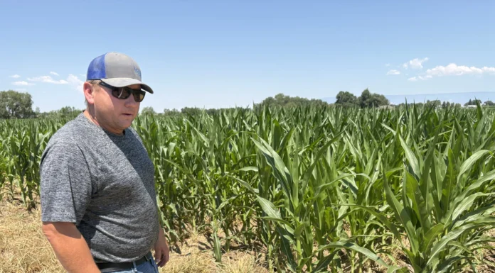With fields already fallow, Uncompahgre Valley growers adapt to a drier future