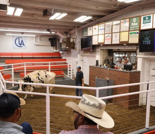 Drought is reshaping Colorado’s ranches, one herd at a time