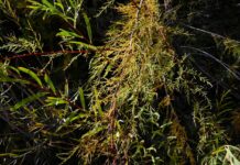 The trouble with tamarisk