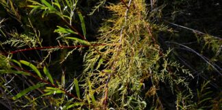 The trouble with tamarisk