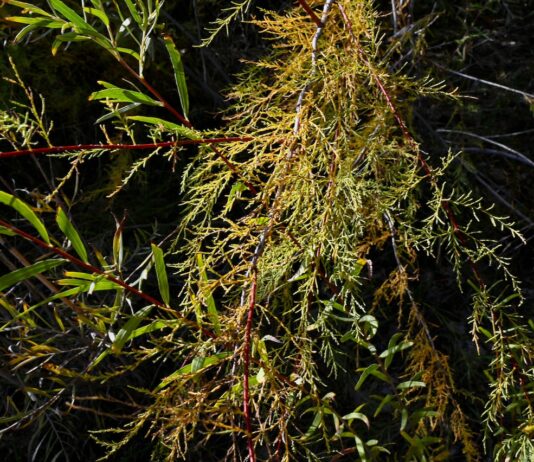 The trouble with tamarisk
