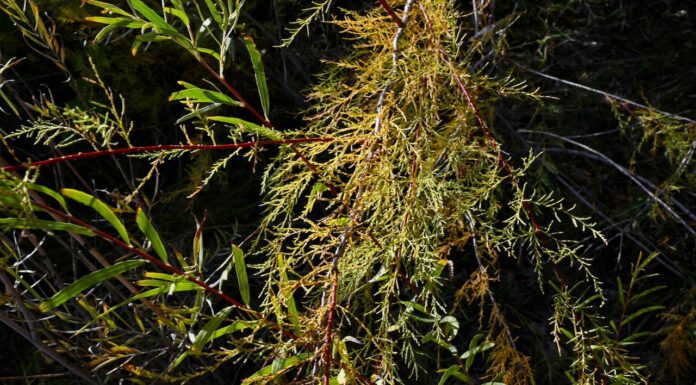 The trouble with tamarisk