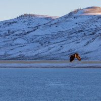 Blue Mesa Reservoir, along the Gunnison River in Colorado in December 2020. Photo by Mitch Tobin, The Water Desk