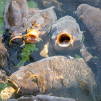 Non-native carp near a feeding station at the Navajo Lake marina, along the San Juan River, in northwest New Mexico, on August 14, 2021. ©Mitch Tobin Usage rights are granted for editorial and nonprofit purposes only. No commercial or re-sale rights are granted without permission of the photographer.