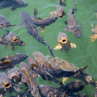 Non-native carp near a feeding station at the Navajo Lake marina, along the San Juan River, in northwest New Mexico, on August 14, 2021. ©Mitch Tobin Usage rights are granted for editorial and nonprofit purposes only. No commercial or re-sale rights are granted without permission of the photographer.