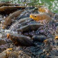 Non-native carp near a feeding station at the Navajo Lake marina, along the San Juan River, in northwest New Mexico, on August 14, 2021. ©Mitch Tobin Usage rights are granted for editorial and nonprofit purposes only. No commercial or re-sale rights are granted without permission of the photographer.