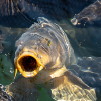 Non-native carp near a feeding station at the Navajo Lake marina, along the San Juan River, in northwest New Mexico, on August 14, 2021. ©Mitch Tobin Usage rights are granted for editorial and nonprofit purposes only. No commercial or re-sale rights are granted without permission of the photographer.