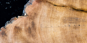 Tree ring closeups from bristlecone pine trees from Colorado.