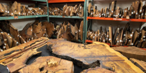 Tree slab archive at University of Arizona Tree Ring Lab, Tucson, Arizona