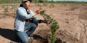 Botanist Celia inspects a tree recently planted at Laguna Grande as part of the reforestation project.