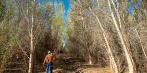 Francisco Zamora and Celia (SI botonist) in the cottonwood and willow forests reintroduced at Laguna Grande.