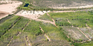 View of the whole Laguna Grande Project, with the cottonwood and willow forests reintroduced at Laguna Grande.