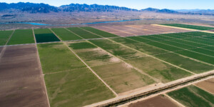 The Colorado River Indian tribe has large CO River water rights and much of the reservation is under hay production.